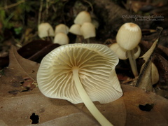 Marasmius congregatus