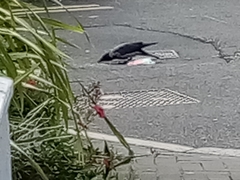 Corvus cornix