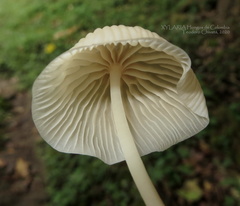 Marasmius congregatus
