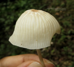 Marasmius congregatus