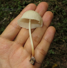 Marasmius congregatus