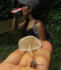 Marasmius congregatus