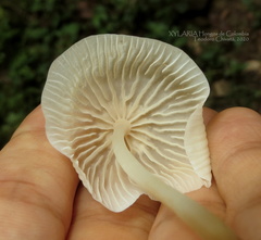 Marasmius congregatus