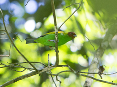 Tangara gyrola toddi