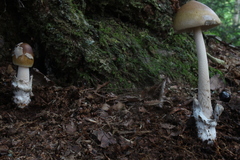 Amanita sinicoflava