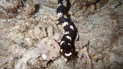 Emydocephalus ijimae