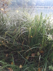 Carex paniculata