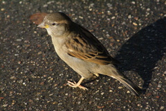 Passer domesticus