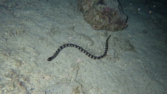 Emydocephalus ijimae