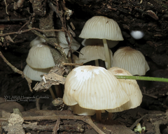 Marasmius congregatus