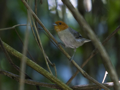 Thlypopsis fulviceps