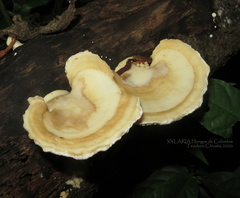 Trametes elegans