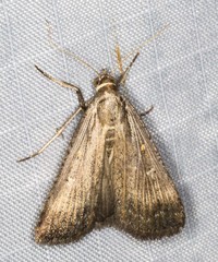 Tathorhynchus fallax