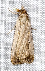 Tathorhynchus fallax