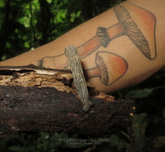 Xylaria grammica