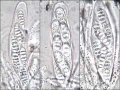 Graphis cincta