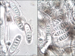 Graphis cincta