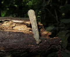 Xylaria grammica
