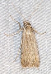 Tathorhynchus fallax