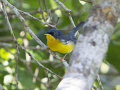 Setophaga pitiayumi