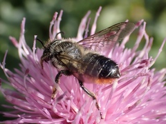 Megachile genalis