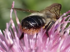 Megachile genalis