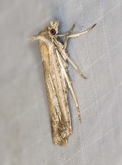 Tathorhynchus fallax