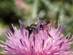 Megachile genalis