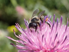 Megachile genalis
