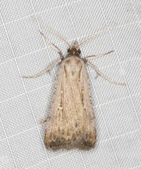 Tathorhynchus fallax