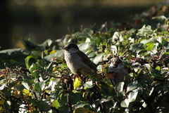 Passer domesticus