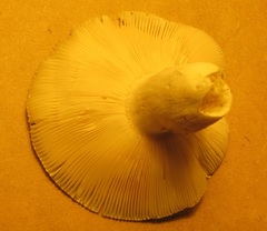 Russula parvovirescens