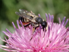 Megachile genalis
