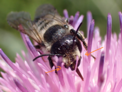 Megachile genalis