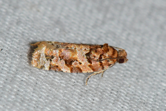 Argyrotaenia tabulana