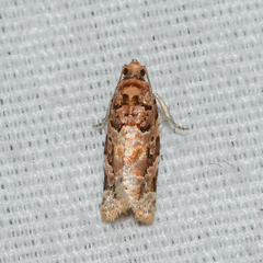 Argyrotaenia tabulana