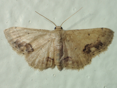 Idaea chotaria