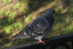 Columba livia domestica