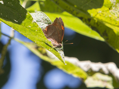 Fountainea glycerium venezuelana