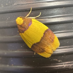 Heterallactis euchrysa