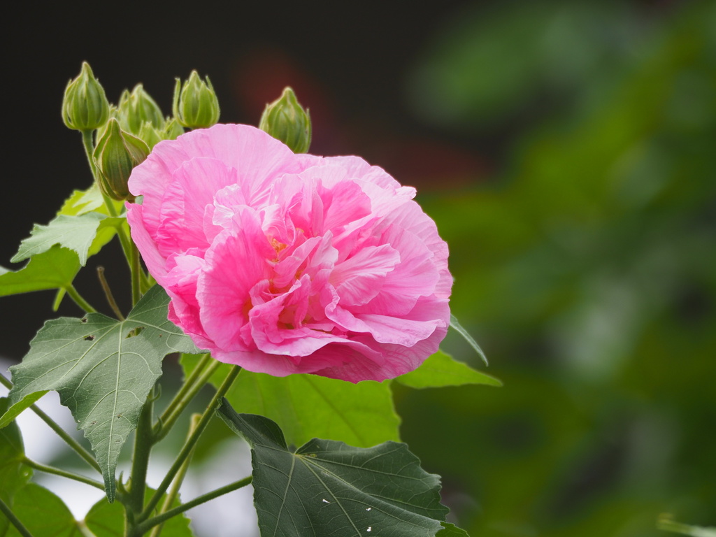 Changeable Rose-mallow (Hibiscus mutabilis) · iNaturalist