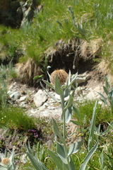 Centaurea uniflora