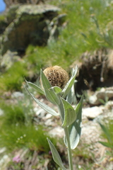 Centaurea uniflora