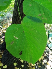 Tilia moltkei