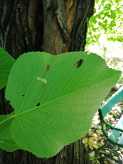 Tilia moltkei