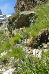 Centaurea uniflora
