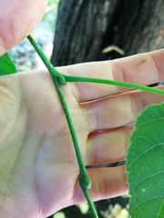 Tilia moltkei