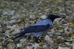 Corvus cornix