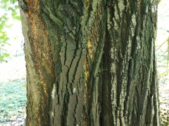 Tilia moltkei