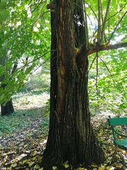 Tilia moltkei